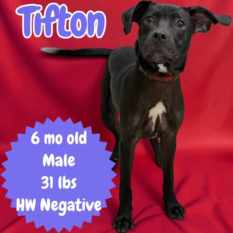 Tifton thumbnail 2