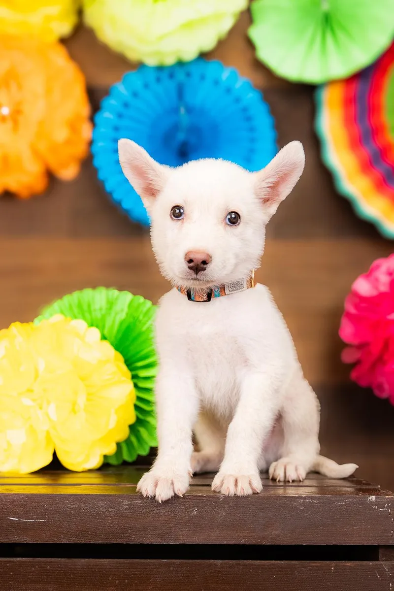 A baby large-sized male Husky dog named 804-26 for adoption in Brighton, CO
