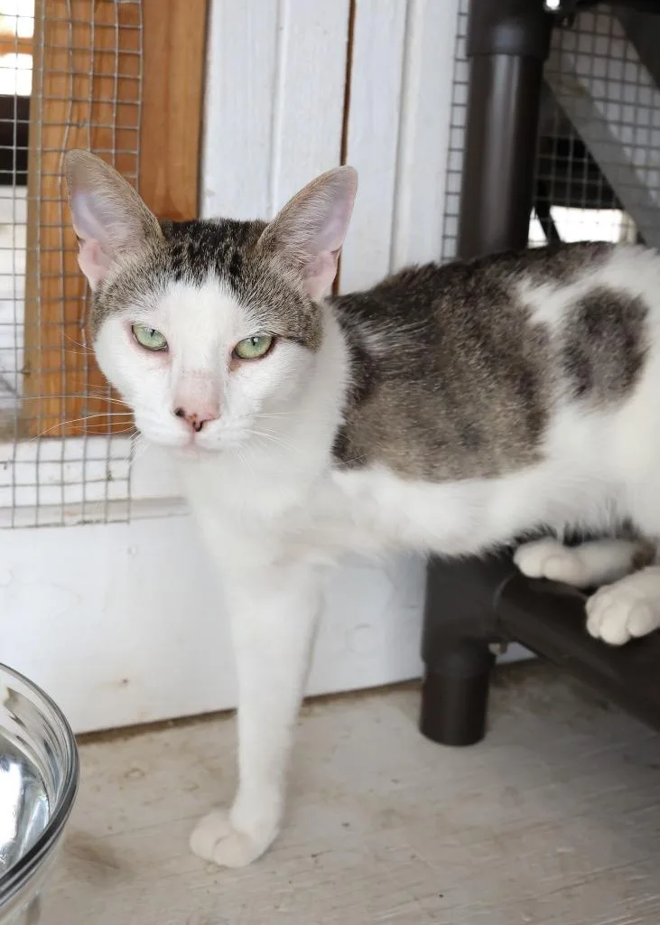 A young medium-sized female Tabby (Buff / Tan / Fawn) Tabby cat named Landers for adoption in Mira Loma, CA