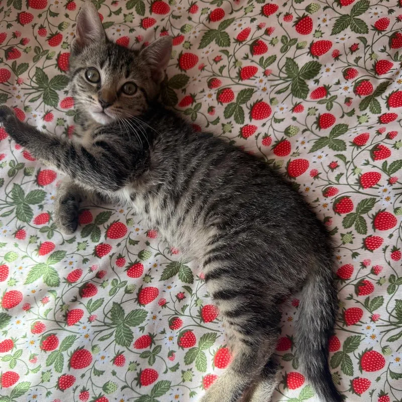 A baby small-sized male Brown / Chocolate Domestic Short Hair cat named Churro for adoption in Middle Village, NY