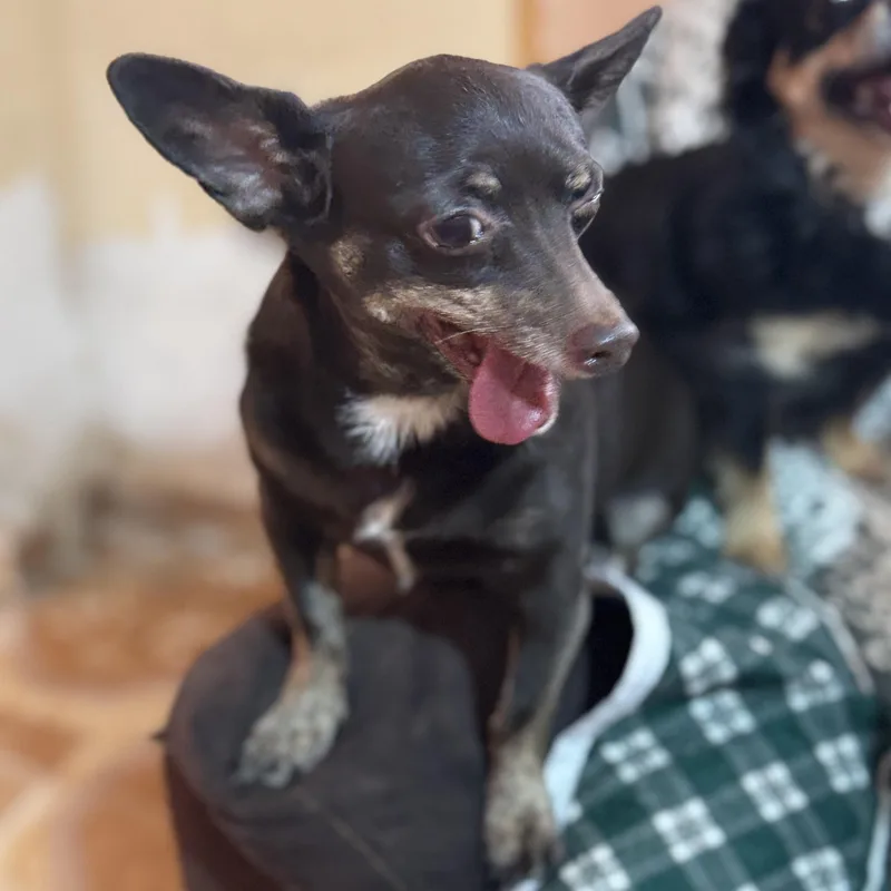 A senior small-sized female Brown / Chocolate Chihuahua dog named Chocolate for adoption in Manvel, TX