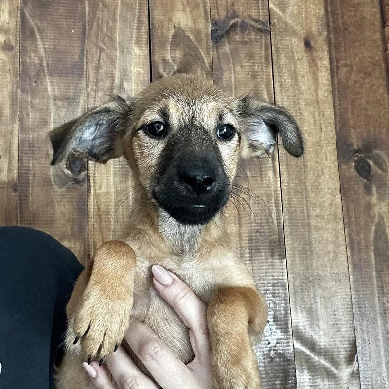 Penelope thumbnail 2