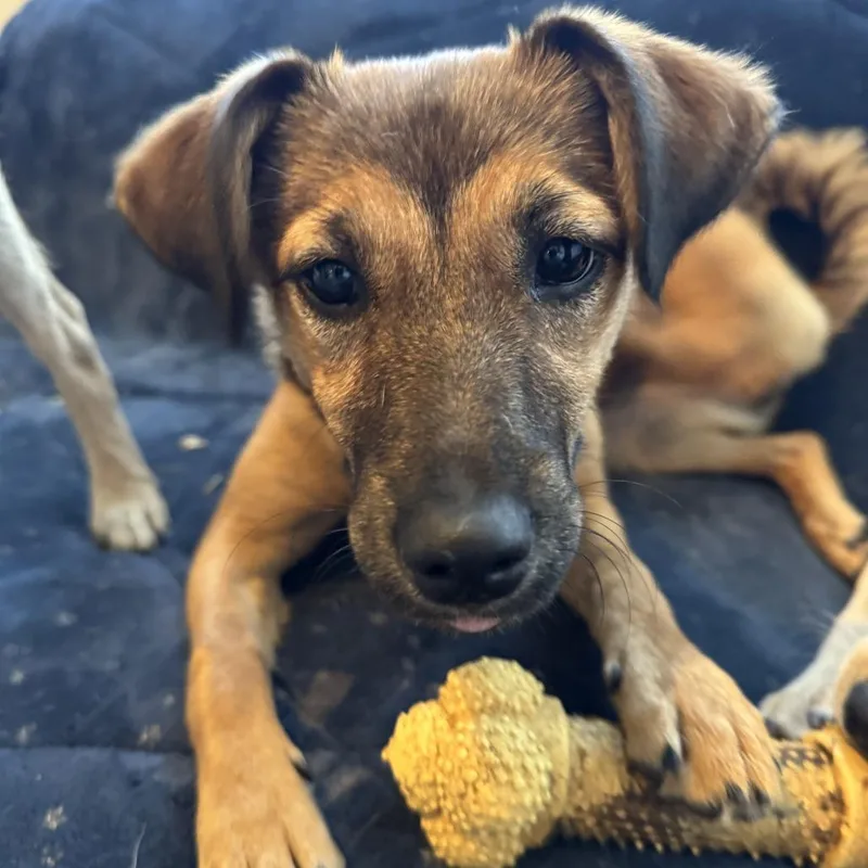 Penelope thumbnail 3