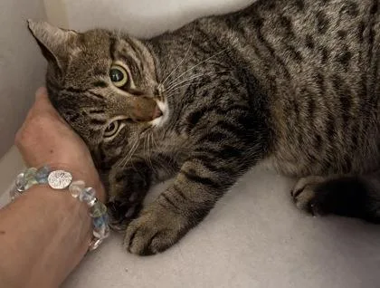 A young medium-sized female Tabby (Brown / Chocolate) Domestic Short Hair cat named Priscilla for adoption in Salem, NH