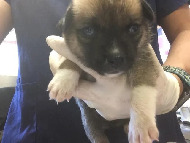 A baby small-sized female German Shepherd Dog dog named Royal for adoption in Riverside, CA