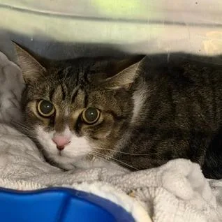 An adult large-sized male Domestic Short Hair cat named Xaiden for adoption in Cumming, GA