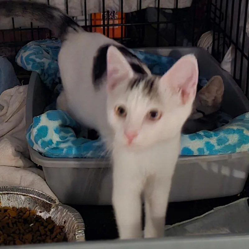 A baby small-sized male White Domestic Short Hair cat named Broady for adoption in Grantsville, UT