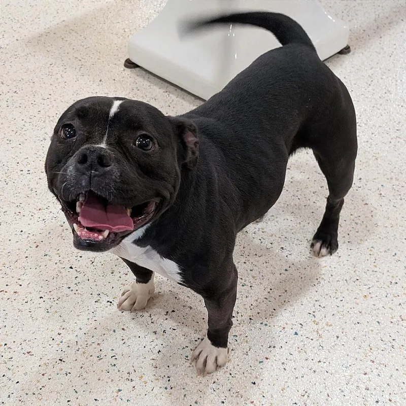 An adult medium-sized female Black American Staffordshire Terrier dog named Star for adoption in Milan, IL
