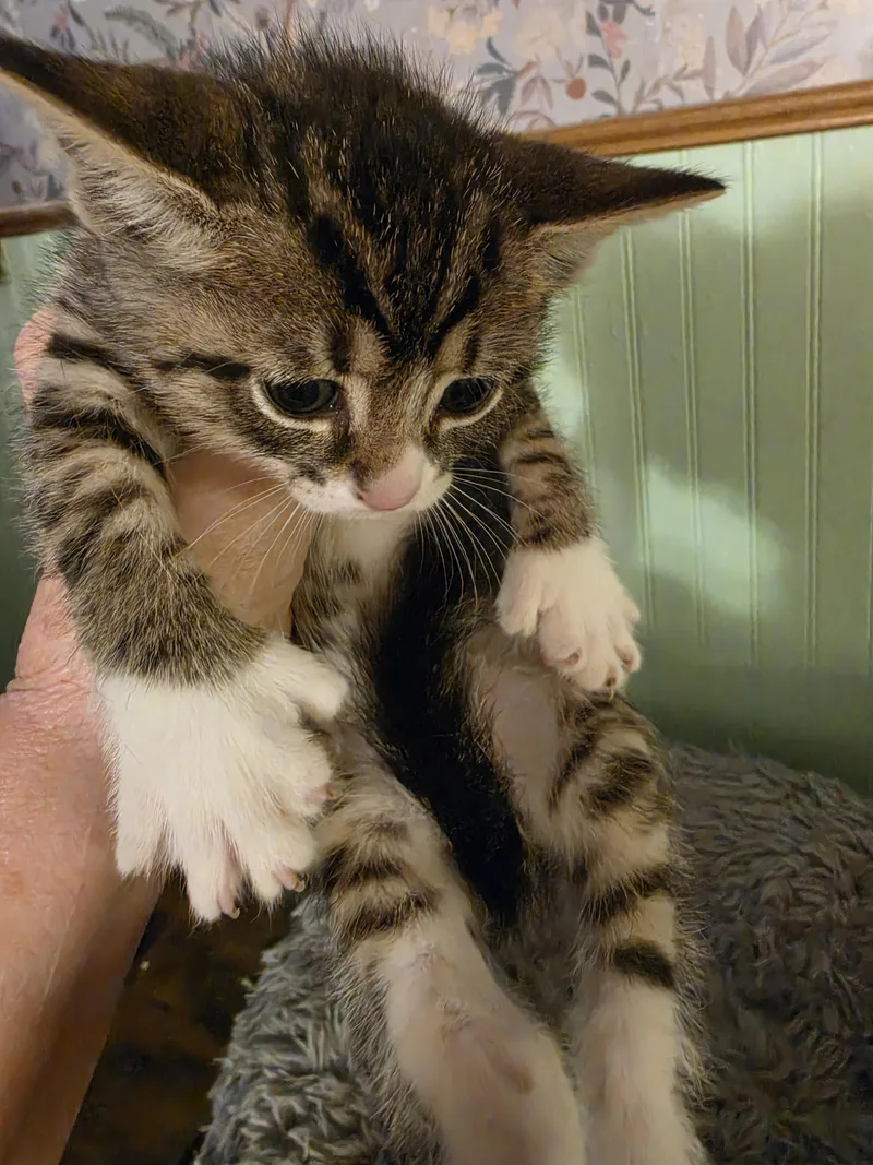 Mr. Beans thumbnail 2