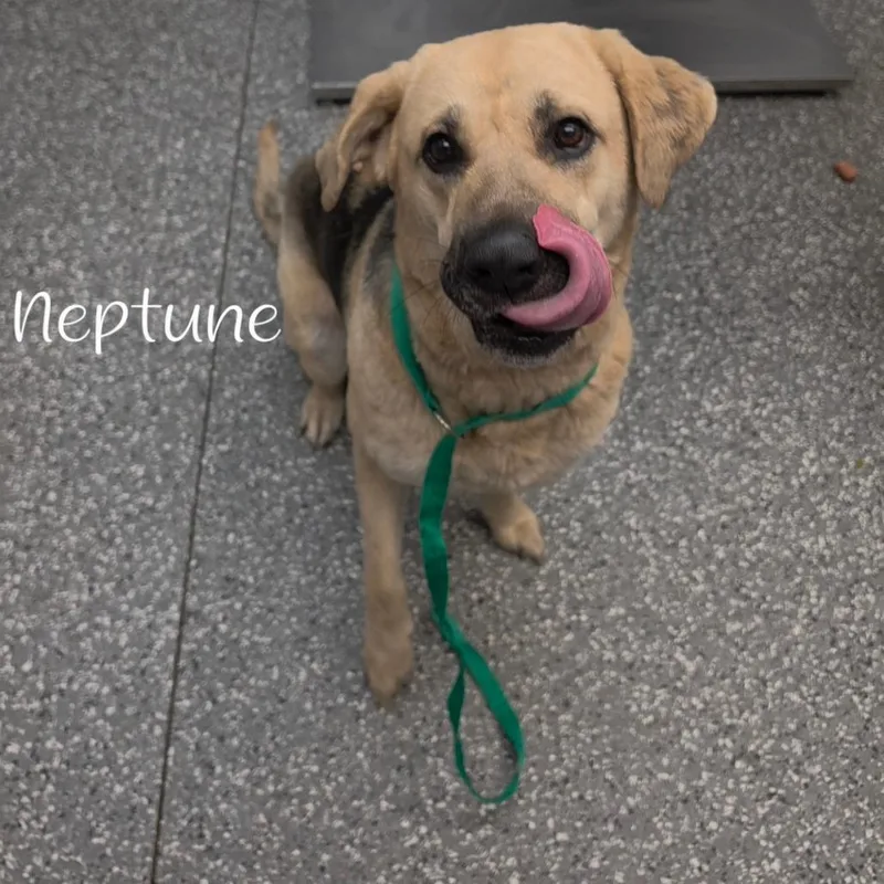 An adult large-sized female White / Cream Shepherd dog named Neptune for adoption in Parkersburg, WV