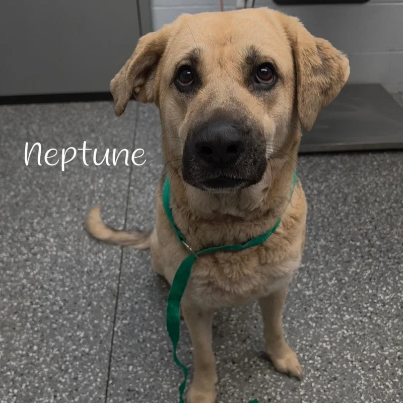 Neptune thumbnail 2