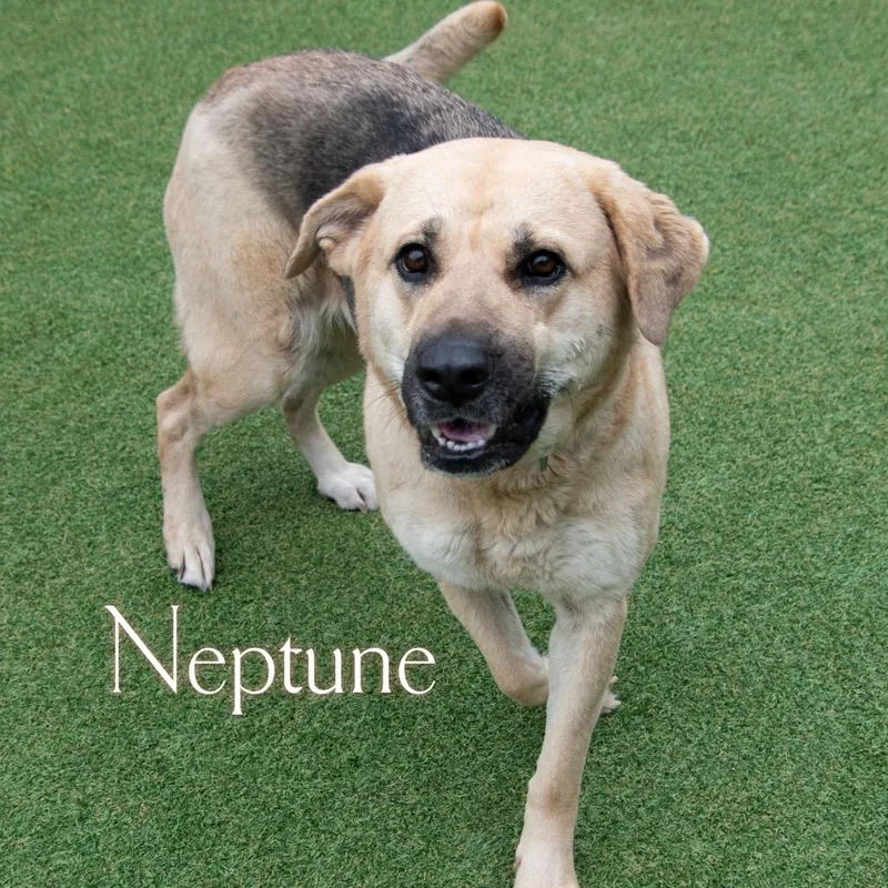 Neptune thumbnail 4