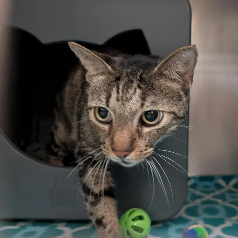 A senior medium-sized male Brown / Chocolate Domestic Short Hair cat named Mister for adoption in Titusville, FL