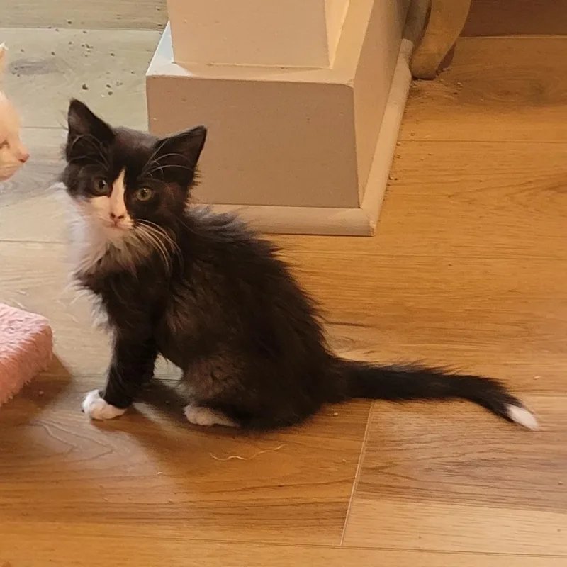 A baby medium-sized female Black & White / Tuxedo Domestic Medium Hair cat named Luna for adoption in Wyandotte, MI