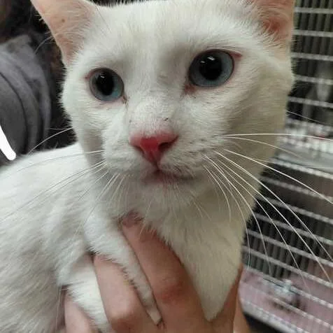An adult medium-sized male White Domestic Short Hair cat named Wiley for adoption in Perkiomenville, PA