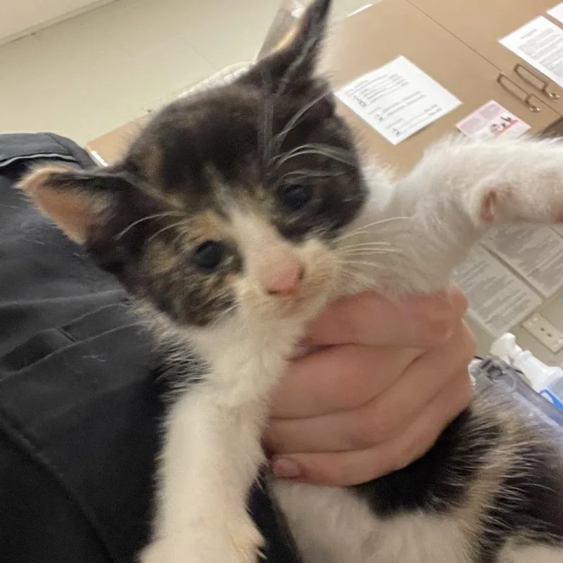 A baby small-sized female Black Domestic Short Hair cat named Bamboo for adoption in Bristol, IN