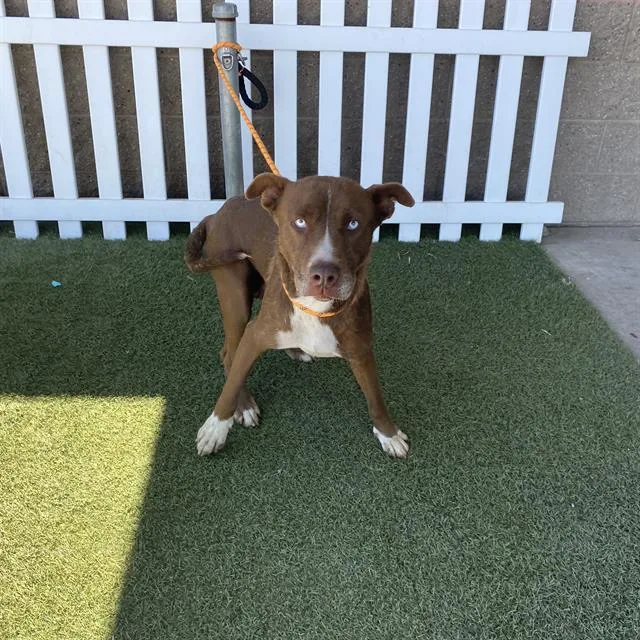 Bella