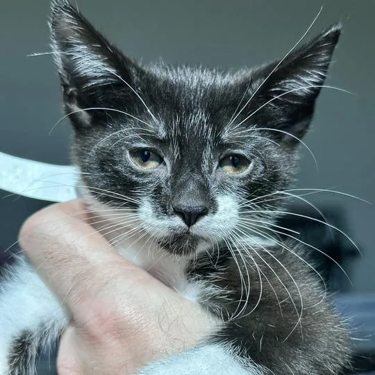 A baby small-sized male Black Domestic Short Hair cat named Seeley for adoption in Matteson, IL