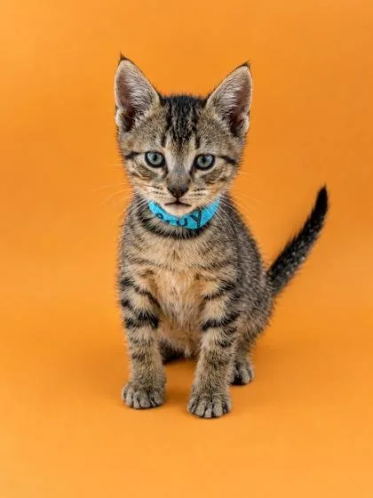 A baby medium-sized male Domestic Short Hair cat named Leroy for adoption in Dahlonega, GA