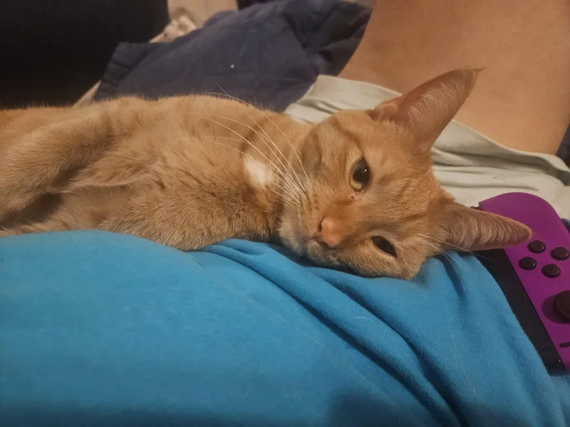 Marigold thumbnail 2