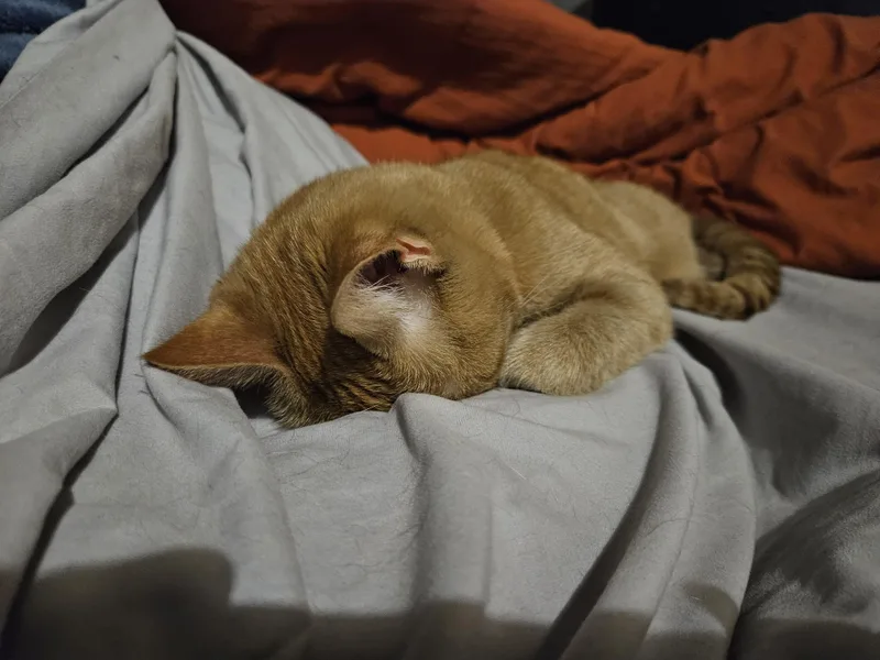 Marigold thumbnail 4