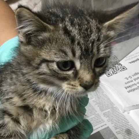A baby small-sized female Domestic Short Hair cat named Daphne for adoption in Riverside, CA