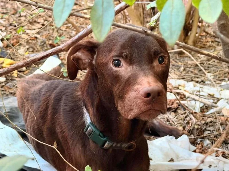 An adult medium-sized male Labrador Retriever dog named Ezekiel for adoption in TULSA, OK