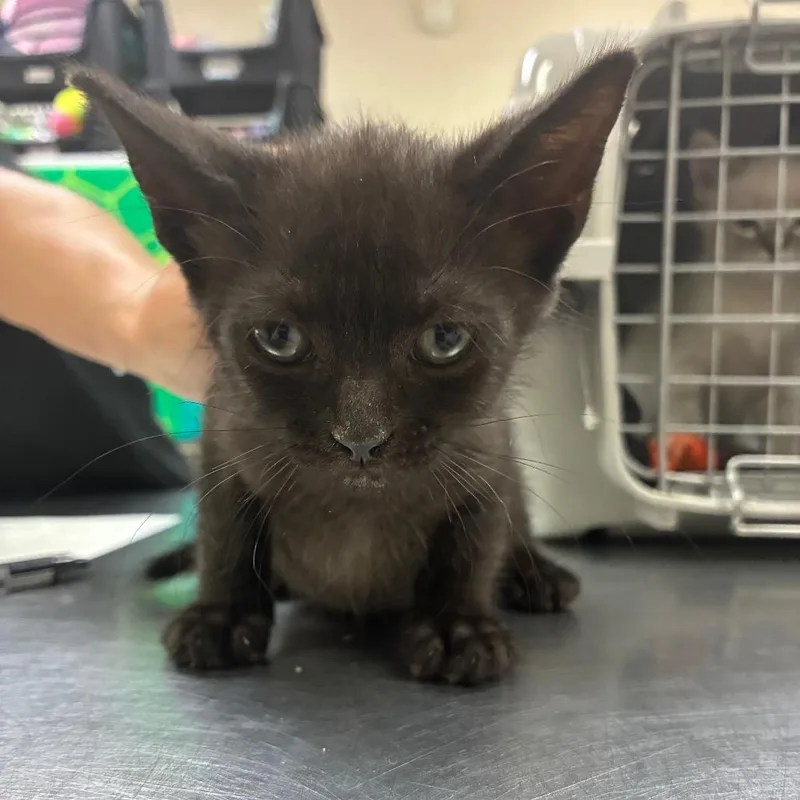 A baby small-sized male Domestic Short Hair cat named Aramis for adoption in Middleburg, FL