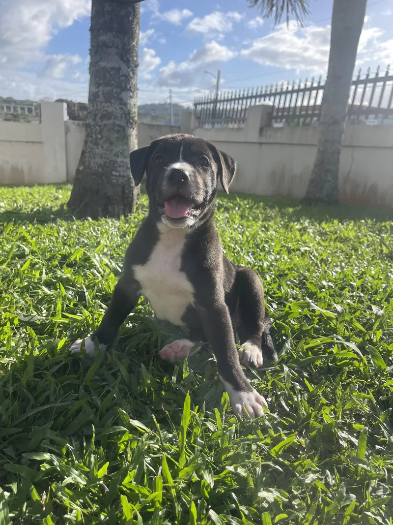 Poppy  The Soul thumbnail 4