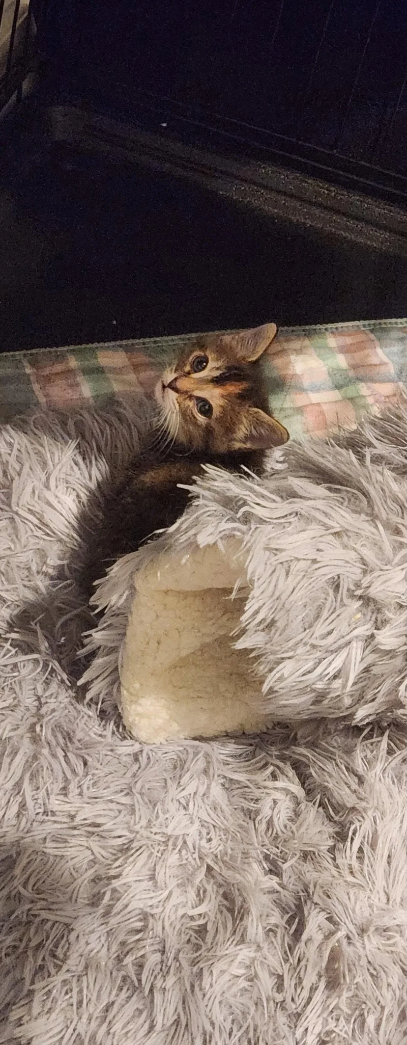 A baby small-sized female Domestic Short Hair cat named Bea for adoption in Stover, MO