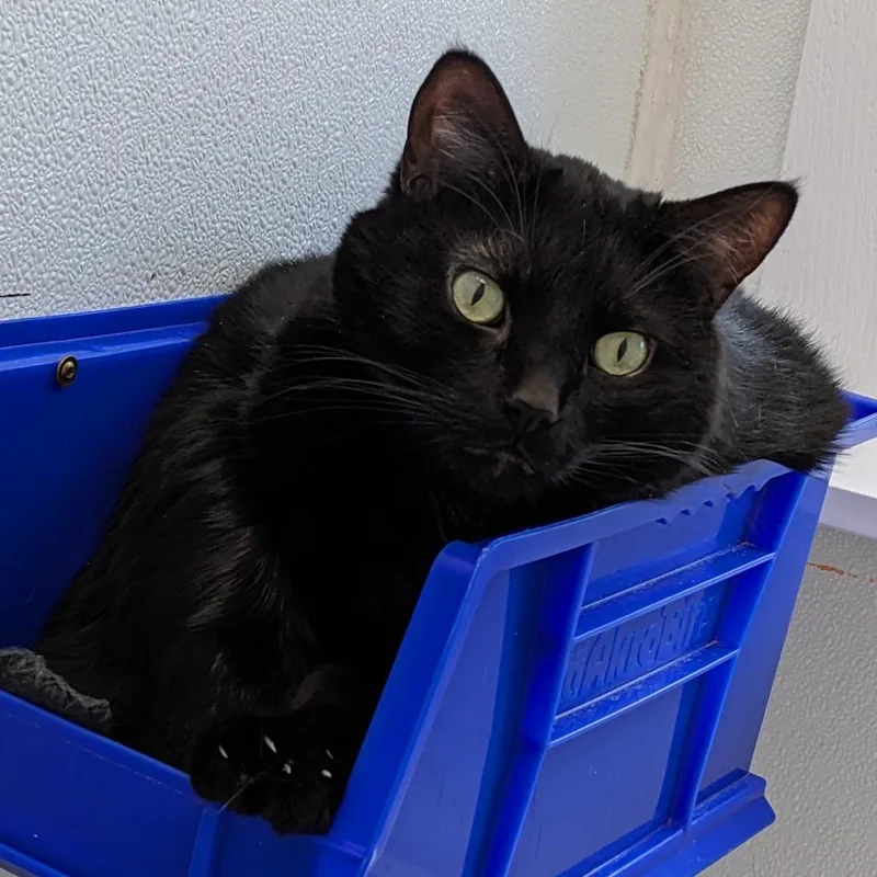 Freddy Eureka Petsense thumbnail 2