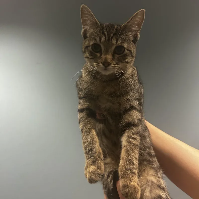 A baby small-sized male Buff / Tan / Fawn Domestic Short Hair cat named Scone for adoption in Chattanooga, TN