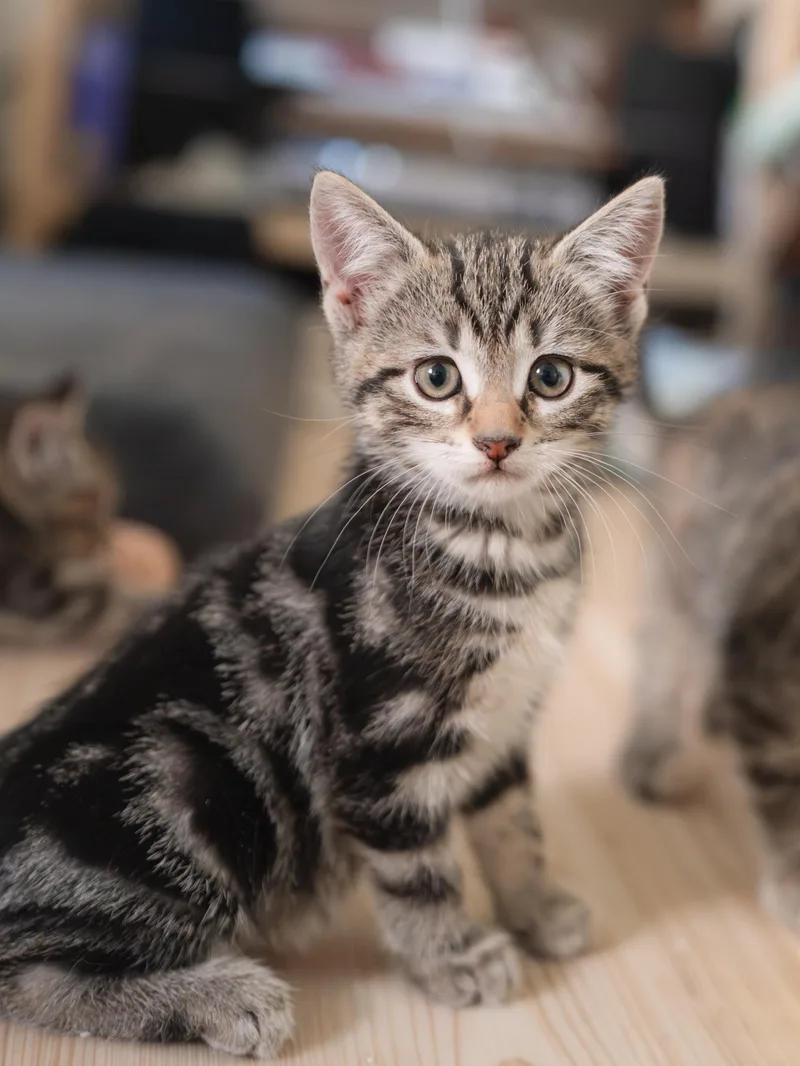 A baby medium-sized female Tabby (Brown / Chocolate) Domestic Short Hair cat named Fiona for adoption in New York, NY