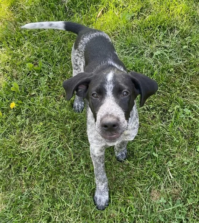 Auggie