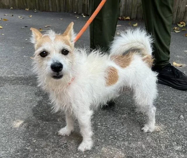 Monty Dd thumbnail 2