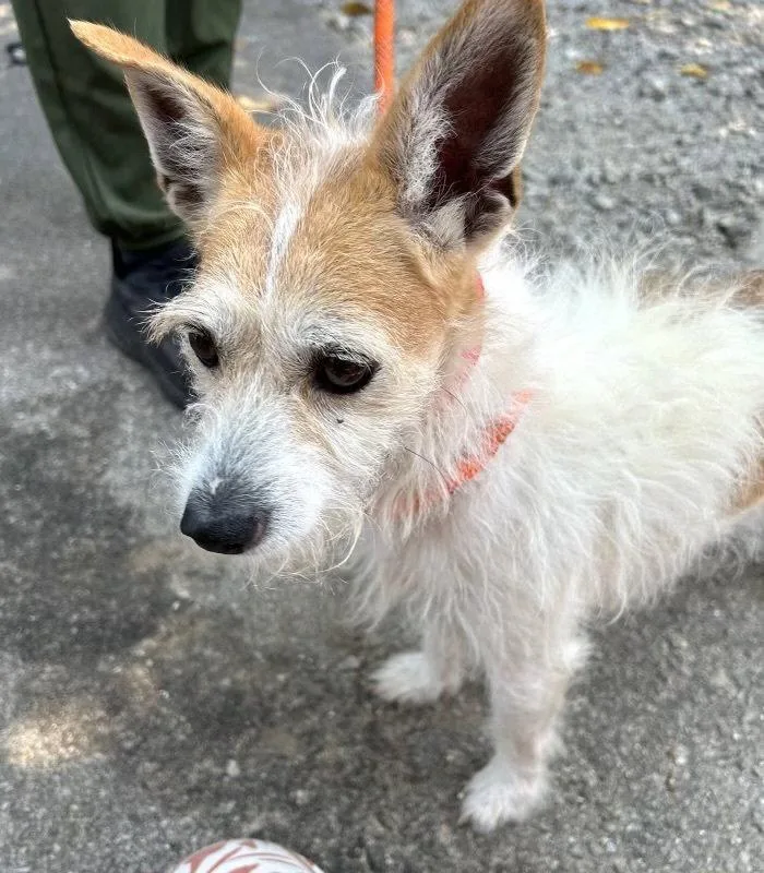 Monty Dd thumbnail 3