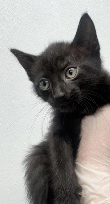 A baby small-sized female Domestic Short Hair cat named Jeanette for adoption in West Chester, PA