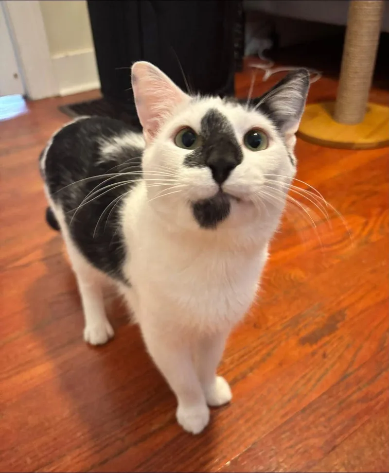An adult medium-sized male Black & White / Tuxedo Domestic Short Hair cat named Panda for adoption in Champaign, IL