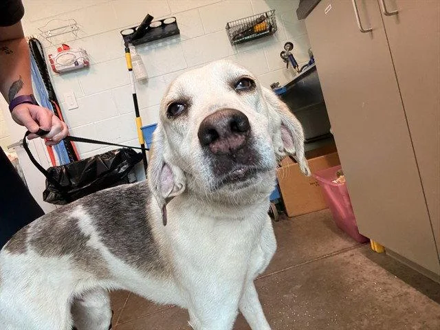 A senior medium-sized male Treeing Walker Coonhound dog named Wayne for adoption in Tavares, FL