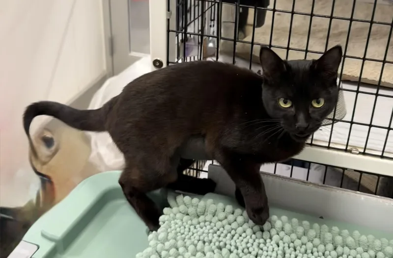 A young small-sized female Black Domestic Short Hair cat named Inky for adoption in Spring, TX