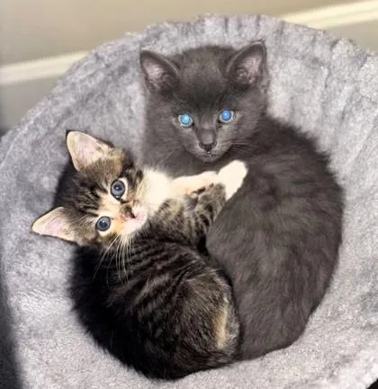 A baby small-sized male Gray / Blue / Silver Domestic Short Hair cat named Paco for adoption in Kansas City, MO