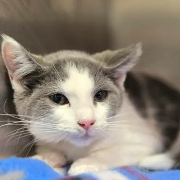A baby small-sized female Gray / Blue / Silver Domestic Short Hair cat named Charm for adoption in Hinsdale, IL