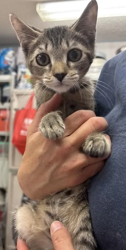 Fortnite thumbnail 2