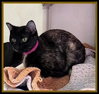 A young medium-sized female Domestic Short Hair cat named Skeeter for adoption in Peoria, IL
