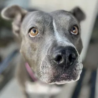 An adult large-sized female Gray / Blue / Silver Pit Bull Terrier dog named Gracie for adoption in Farmingdale, NJ