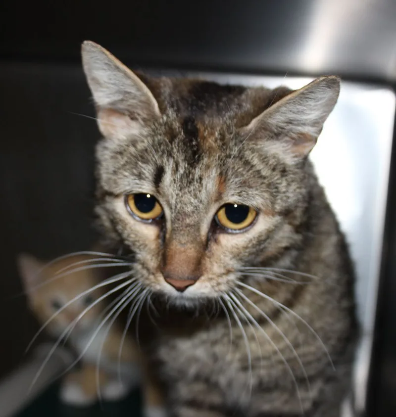 A young medium-sized female Torbie Domestic Short Hair cat named Aleta for adoption in Stuart, VA
