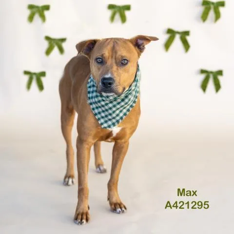 An adult medium-sized male Pit Bull Terrier dog named Max for adoption in Conroe, TX