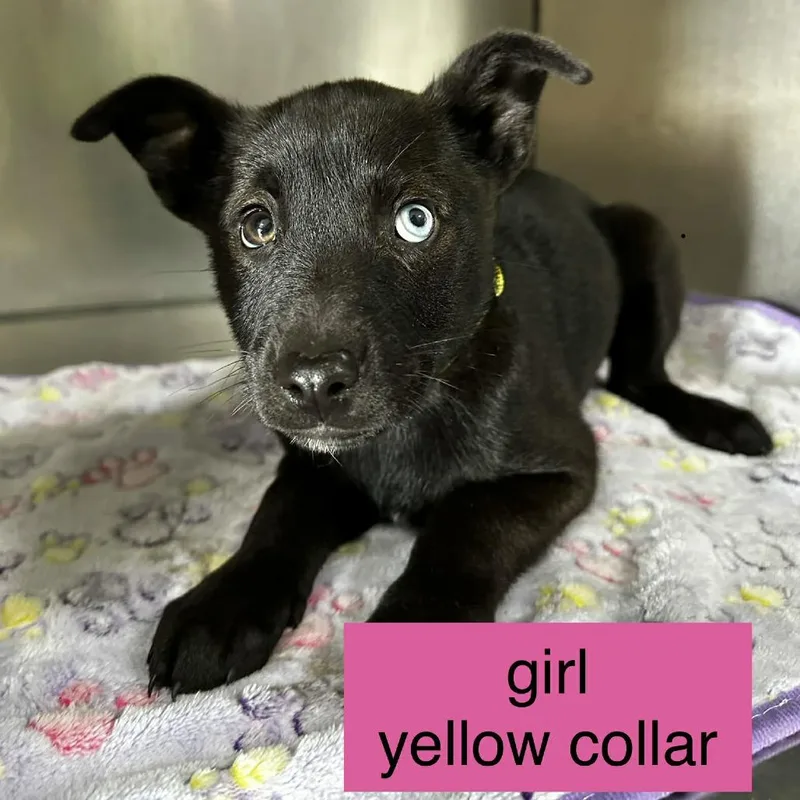 Spartacus thumbnail 2