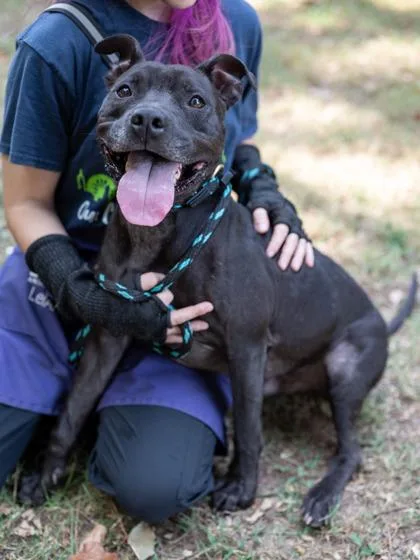 An adult large-sized male Mixed Breed dog named Tweety for adoption in Chamblee, GA