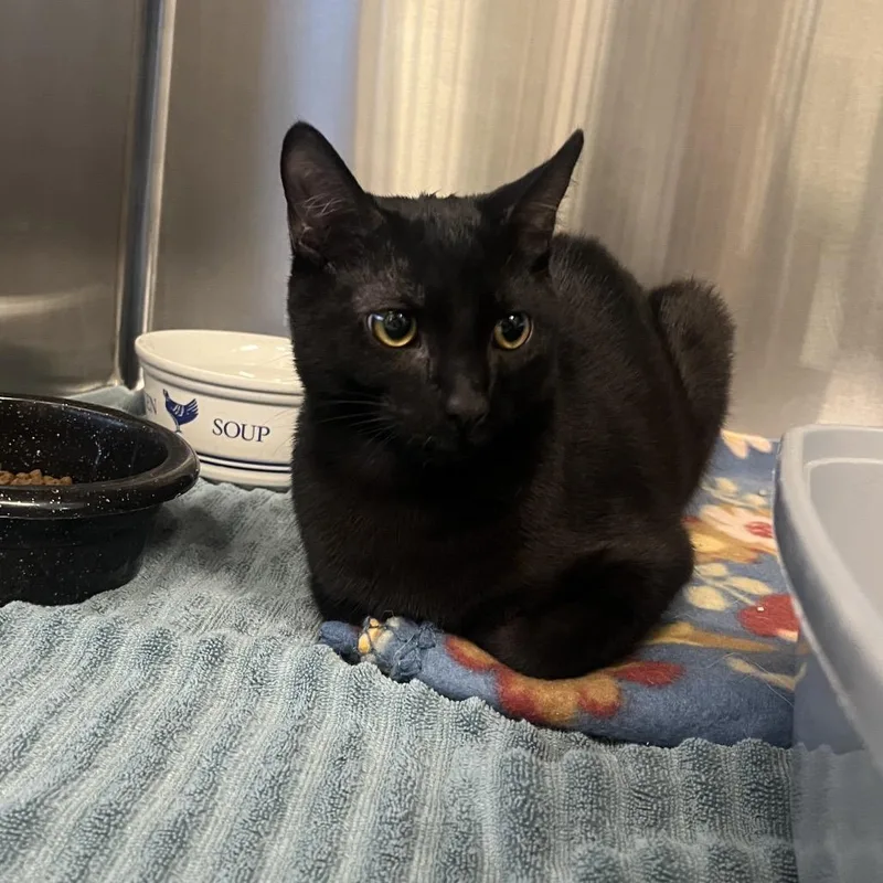 A young medium-sized male Black Domestic Short Hair cat named Cadbury for adoption in Hinsdale, IL